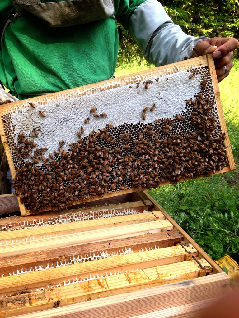 梶浦養蜂園 | 天然蜂蜜(ハチミツ)百花蜜なら梶浦養蜂園